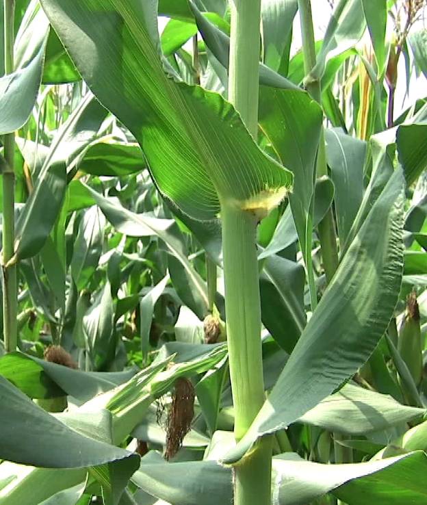 China Farm：The Secret Of Increasing Corn Yield By 100 Kilograms